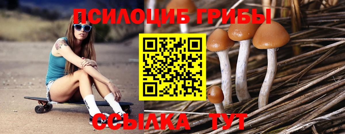 Юрга  Галлюциногенные грибы Cubensis  Вход с VPN 